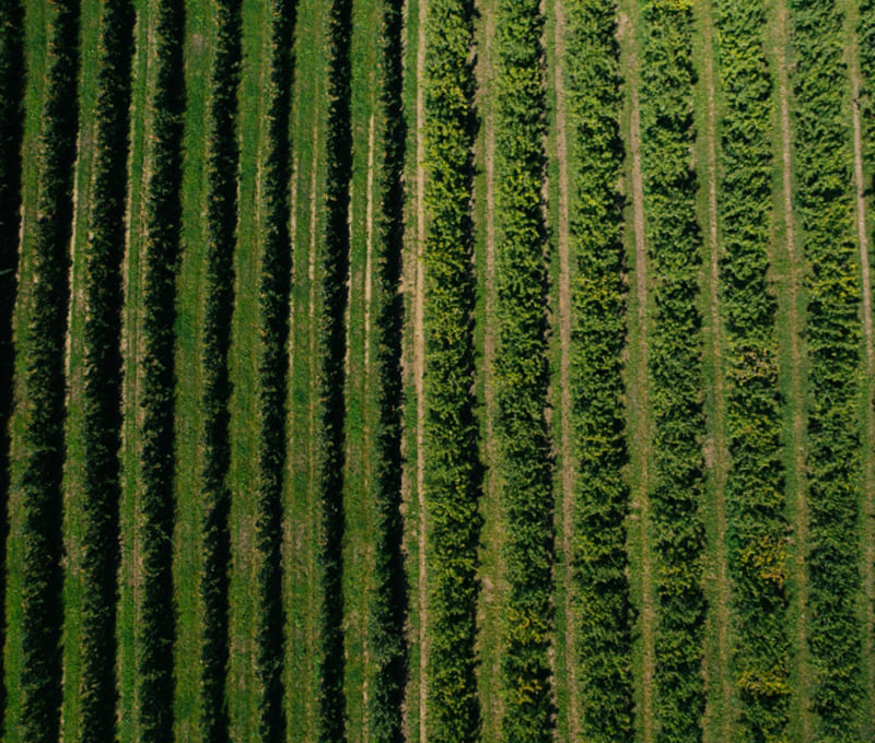 verger fruit IGP de savoie vue de haut
