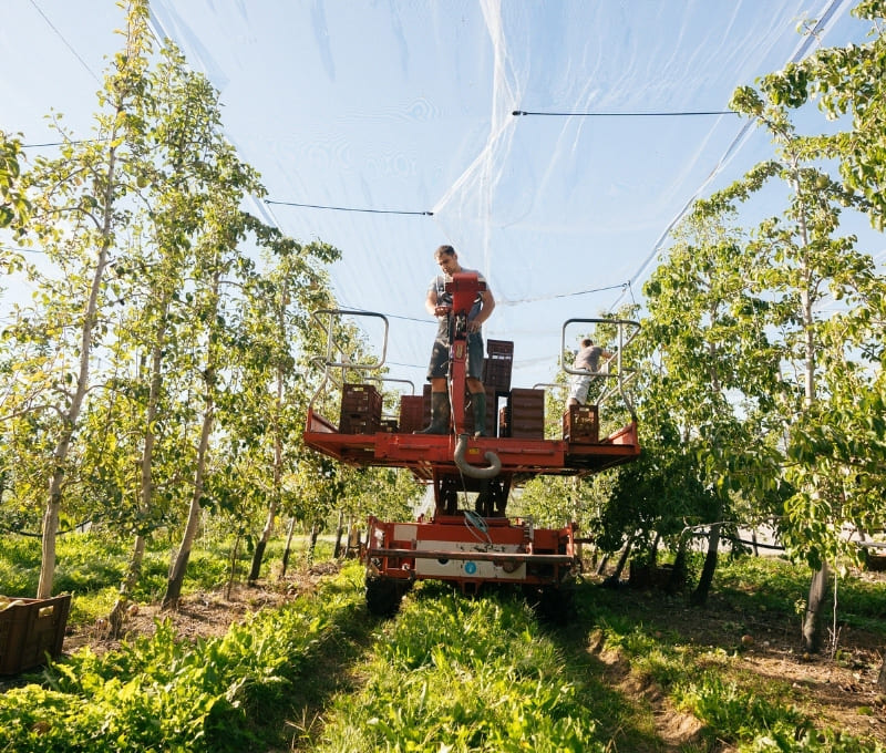 producteur de pommes et poires de savoie IGP dans un verger