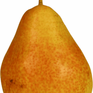 Poire-IGP-de-Savoie-Louise-Bonne-d-Avranches