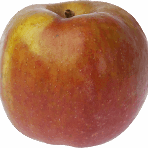 Pomme-IGP-de-Savoie-Belle-de-Boskoop