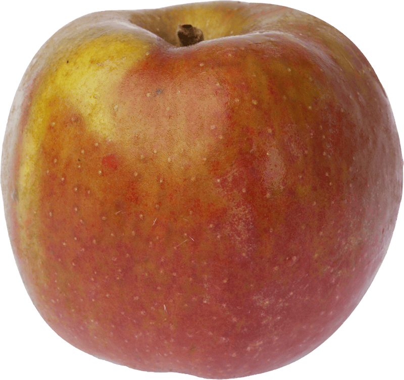 Pomme-IGP-de-Savoie-Belle-de-Boskoop
