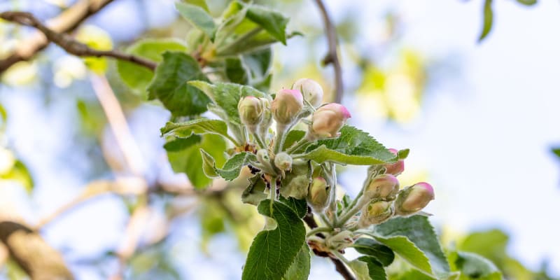 Création variétale - bourgeons en fleur de pommier