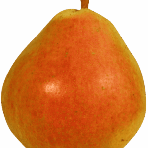 Poire IGP de Savoie-variete Doyenné du Comice