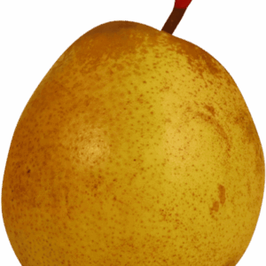Poire IGP de Savoie-variete Passe-Crassane