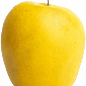 Pomme IGP de Savoie-variété Golden Delicious