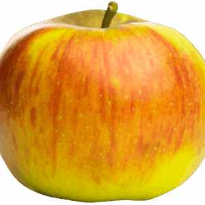 Pomme IGP de Savoie-variété Reine des Reinettes