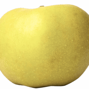 Pomme IGP de Savoie-variété Reinette blanche du Canada