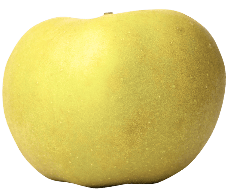 Pomme IGP de Savoie-variété Reinette blanche du Canada