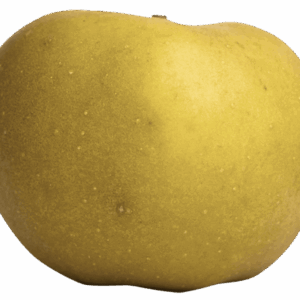 Pomme IGP de Savoie-variété Reinette grise du Canada