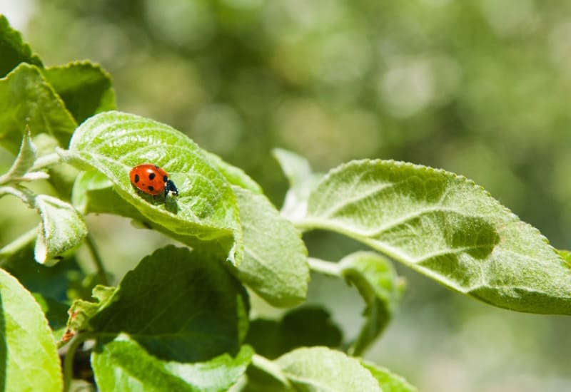 solution de bio-contrôle avec une coccinelle pour les fruits de savoie IGP