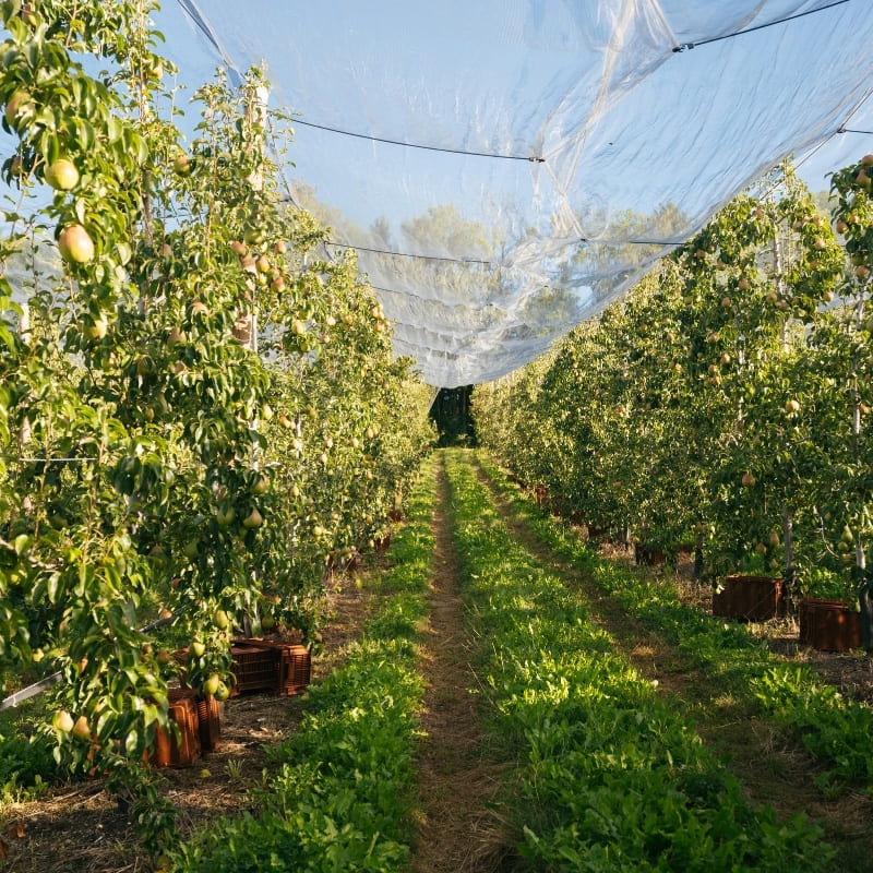 Syndicat-des-Fruits-de-Savoie- verger de poires de savoie