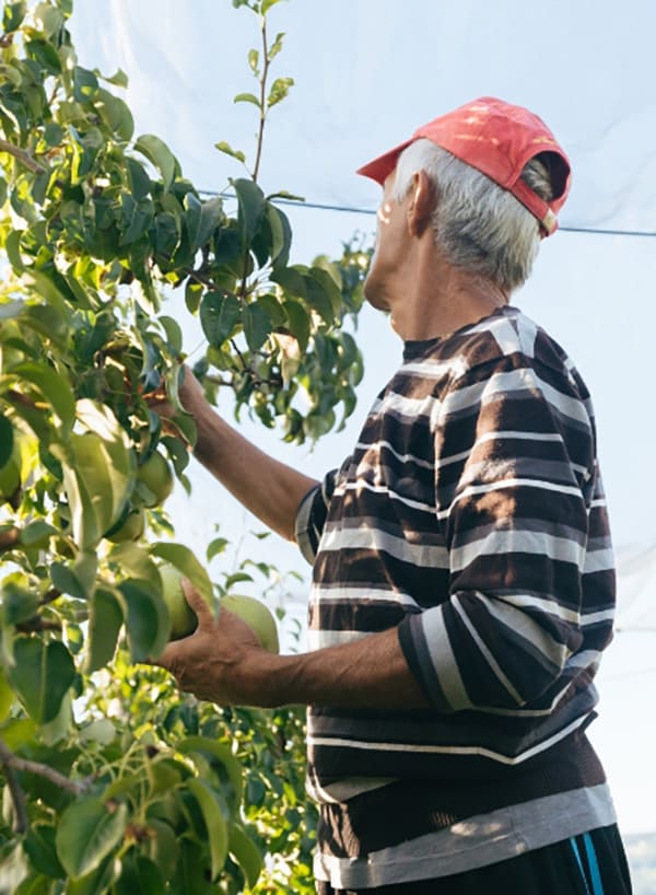 création variétale - recolte des poires IGP de savoie